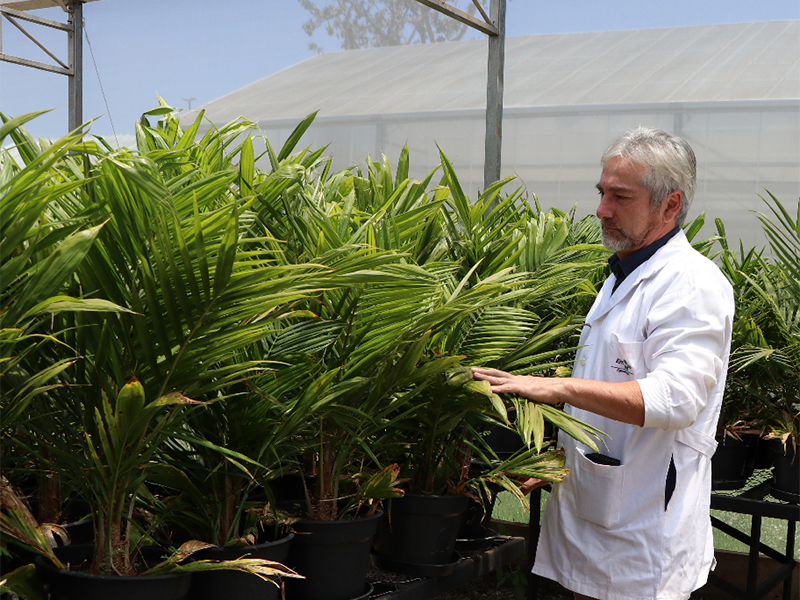 Manoel in greenhouse examining oil palm plants.