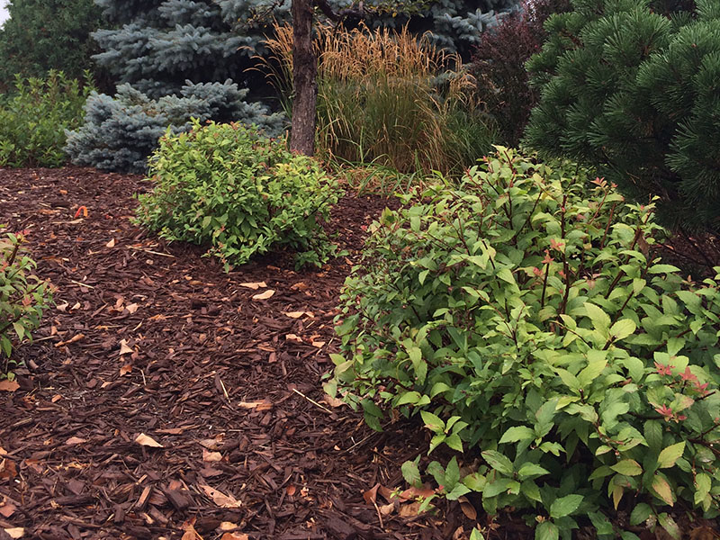 mulched soil with bushes