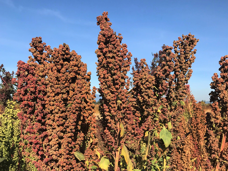 Mature tall quinoa in field