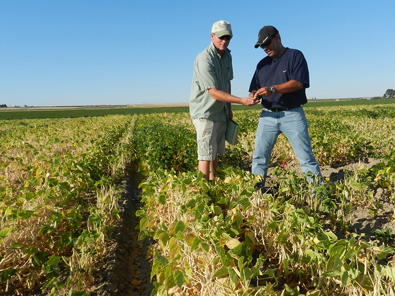 two men in pinto bean field