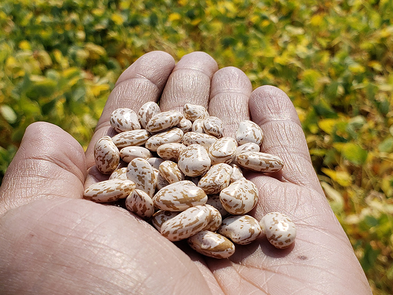 Hand holding pinto beans