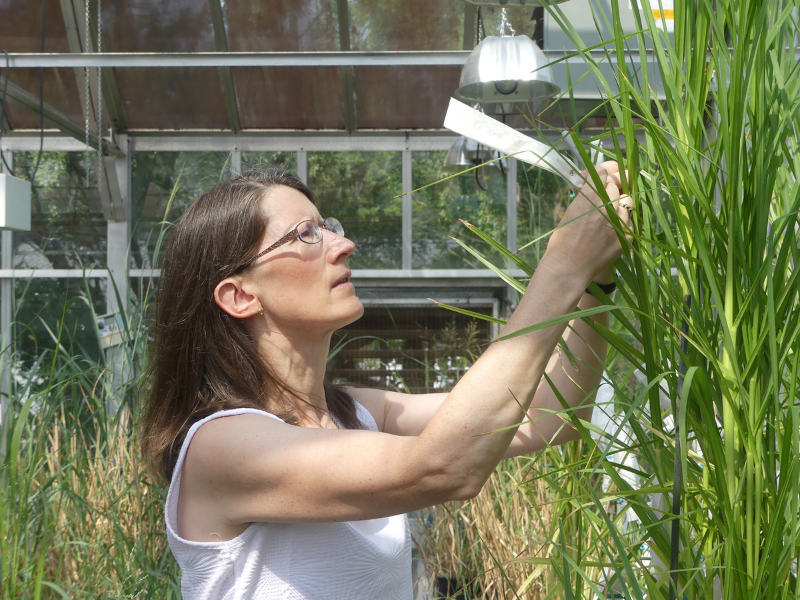 female scientist bagging finger millet crops in greenhouse