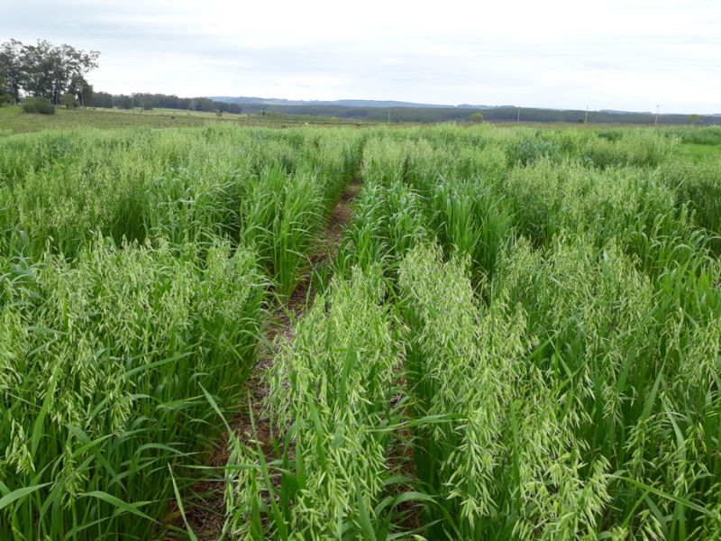 field of oat plants