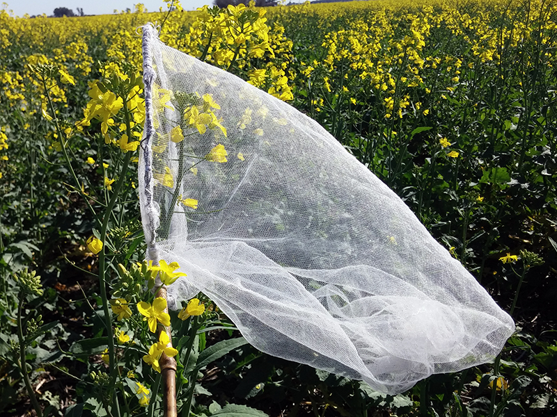 Insect net sweeping through canola flowers