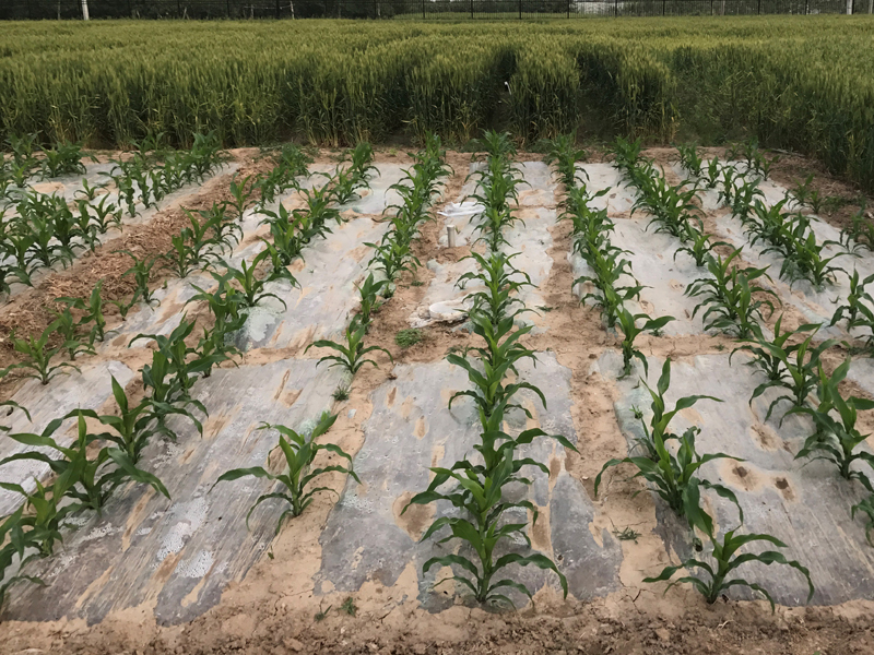 Plastic mulch around corn plants