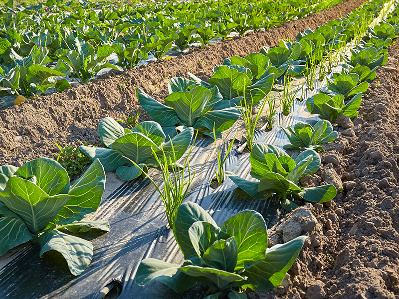 plastic mulch lettuce field