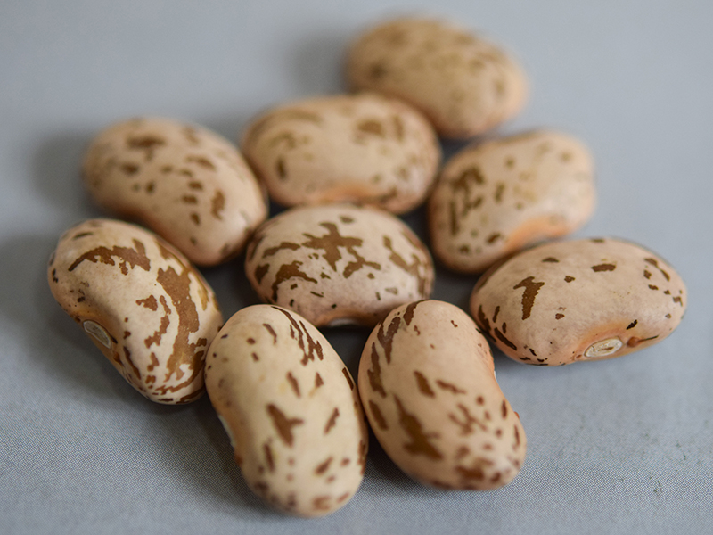 Pinto bean seeds.