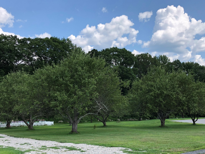 several apple trees on grass with fence, larger trees and sky and clouds in background