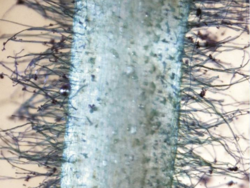 microscopic image of root hairs on cowpea seedling root