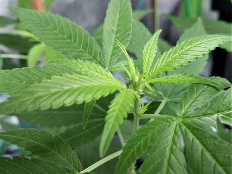 closeup of hemp seedling and plants