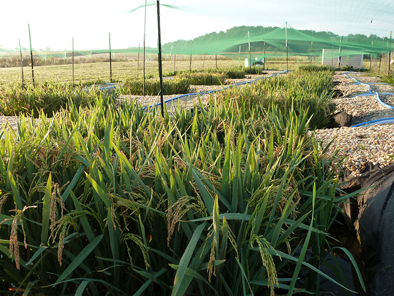 outdoor rice paddies for research