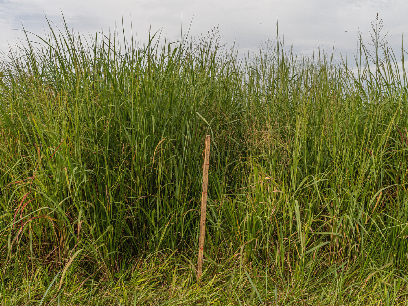 tall patch of switchgrass with yardstick for scale