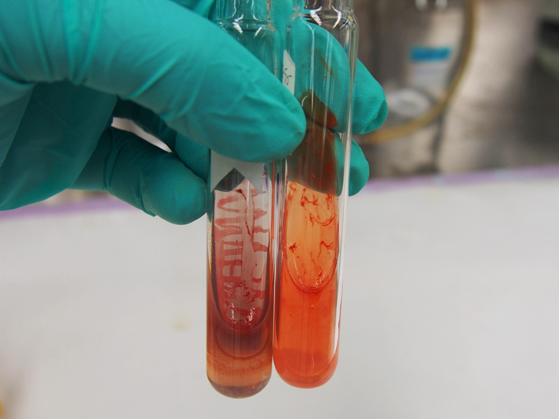 test tubes in lab with red contents