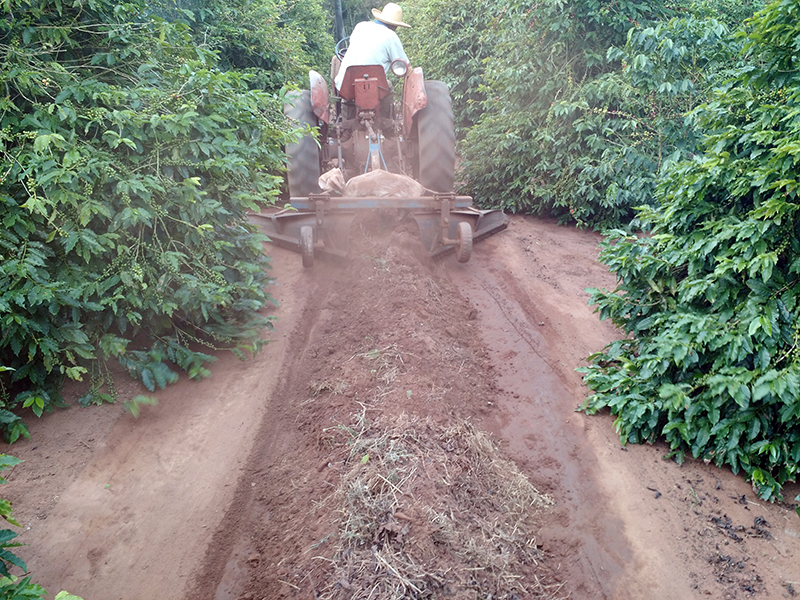 Coffee farmer in tractor preparing for harvest by cleaning the ground near and under the plants. 