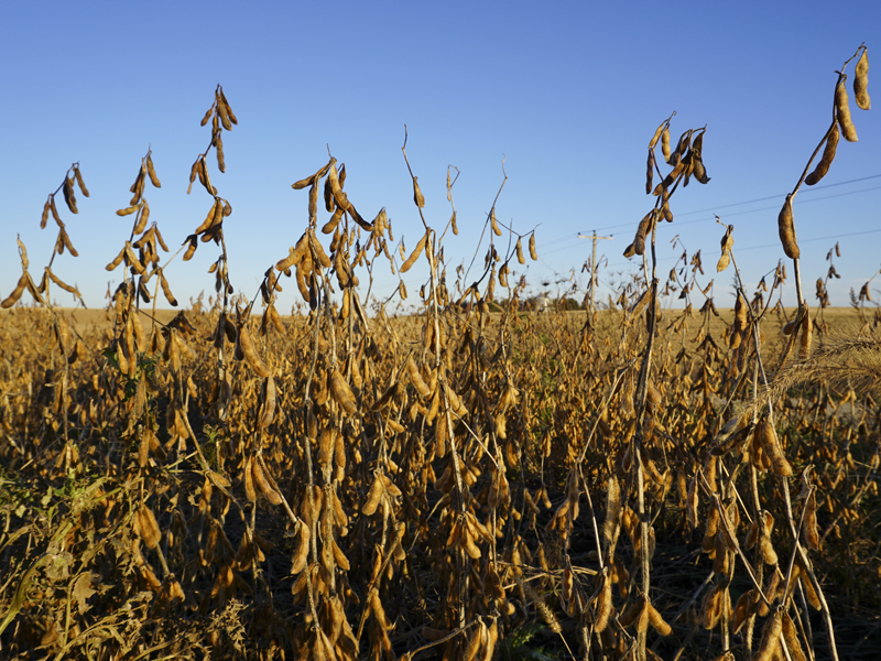 Soybeans in field before harvest.