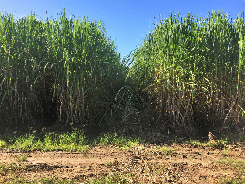 Sugarcane field.