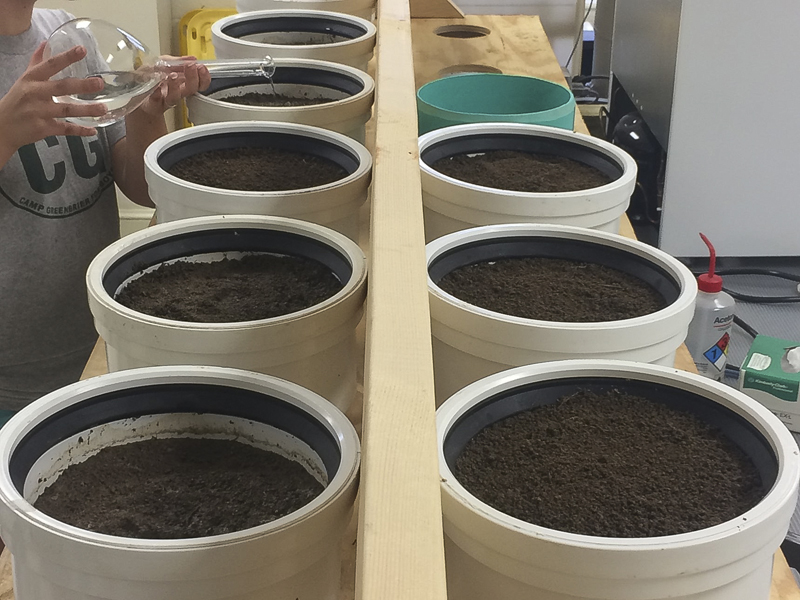 Person pouring water into containers of soil.