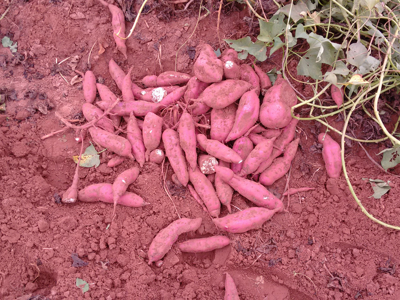 Sweet potato roots at harvest