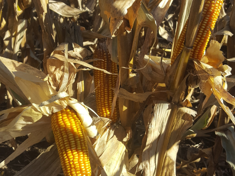 corn stalk with three ears of corn on it