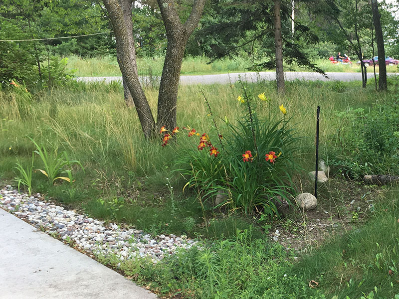 rocks and a rain garden on the edge of a driveway