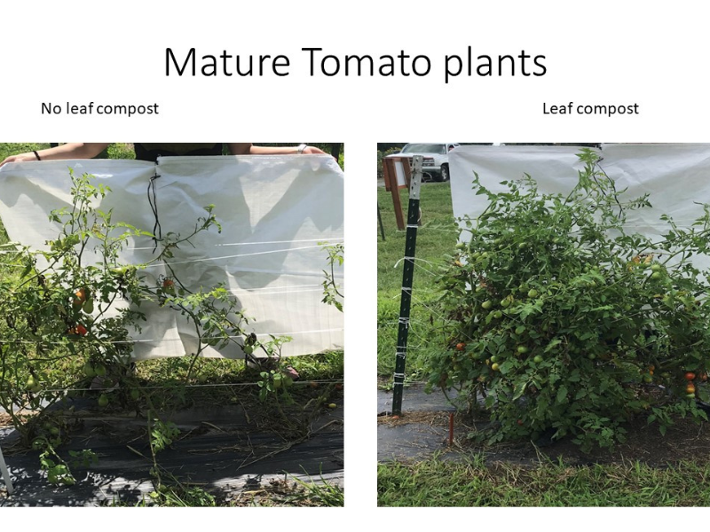 side by side photos of tomato plants with and without leaf mold compost added