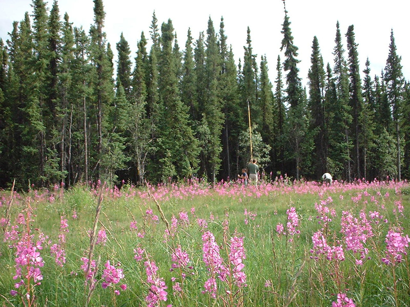 Man with surveying pole in middle of field with flowers. Forest in background.