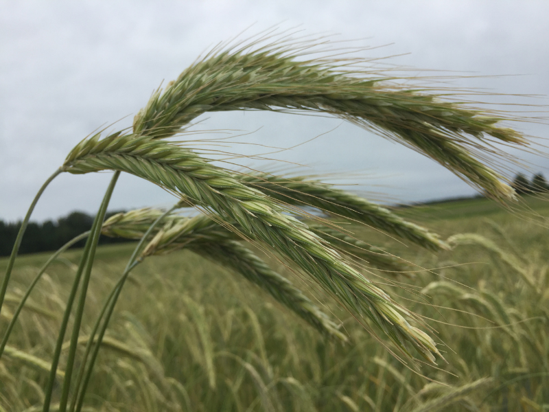 closeup of winter rye plants outdoors