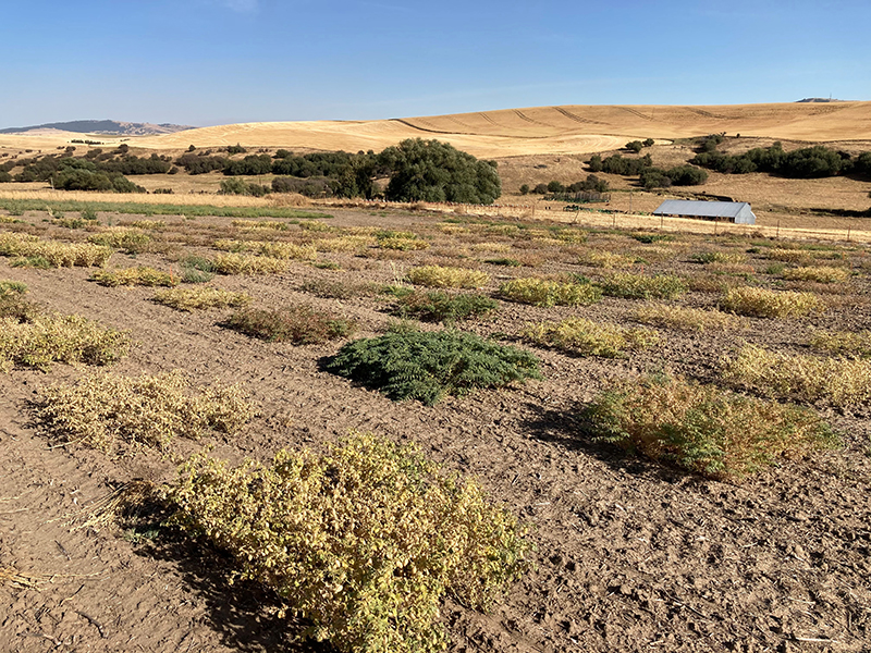 Research field with small, rectangle plots of chickpea plants. Each small plot has a different level of greenness. Rolling hills in the background.