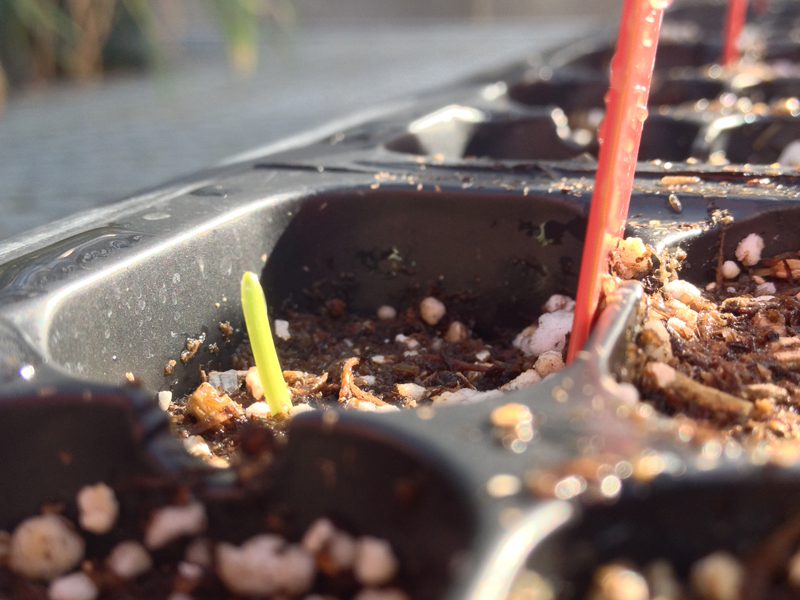 Wheat seedling emerging from planting media.