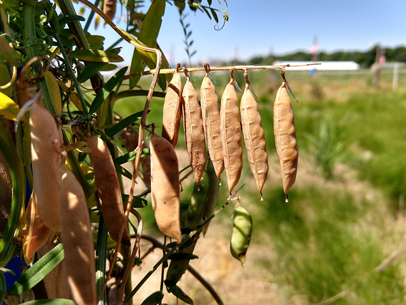 Green plant with brown bean-like pods hanging down