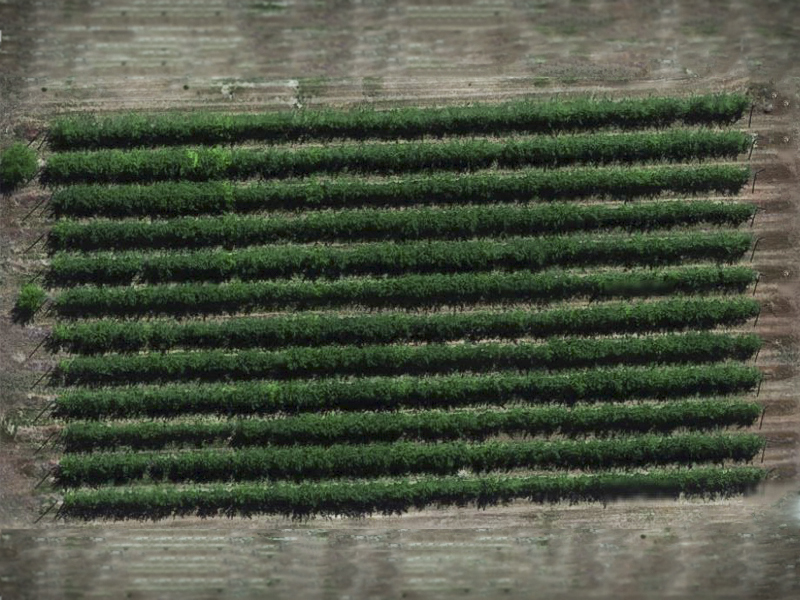 Aerial photo of orchard.