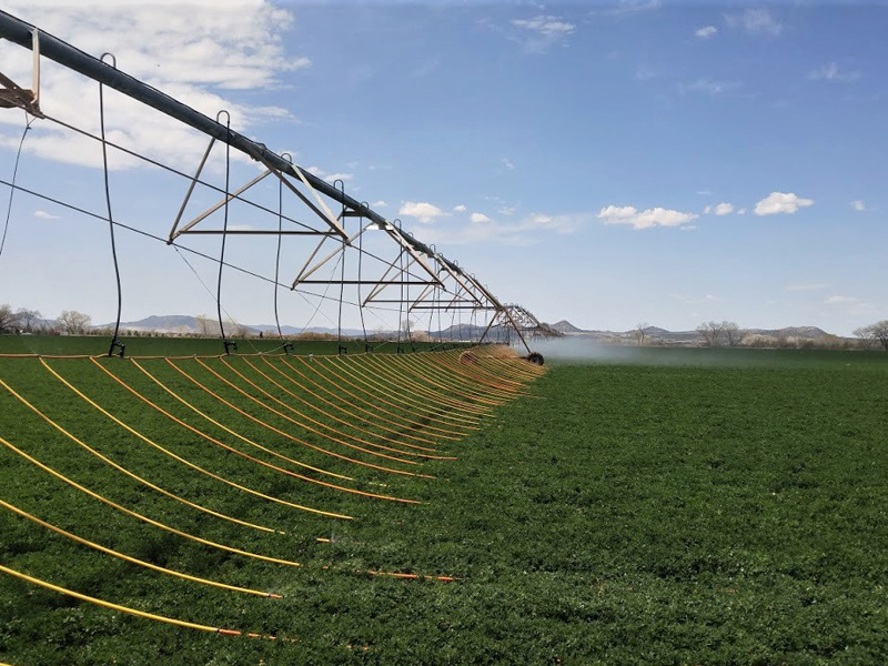 Drip irrigation in field.