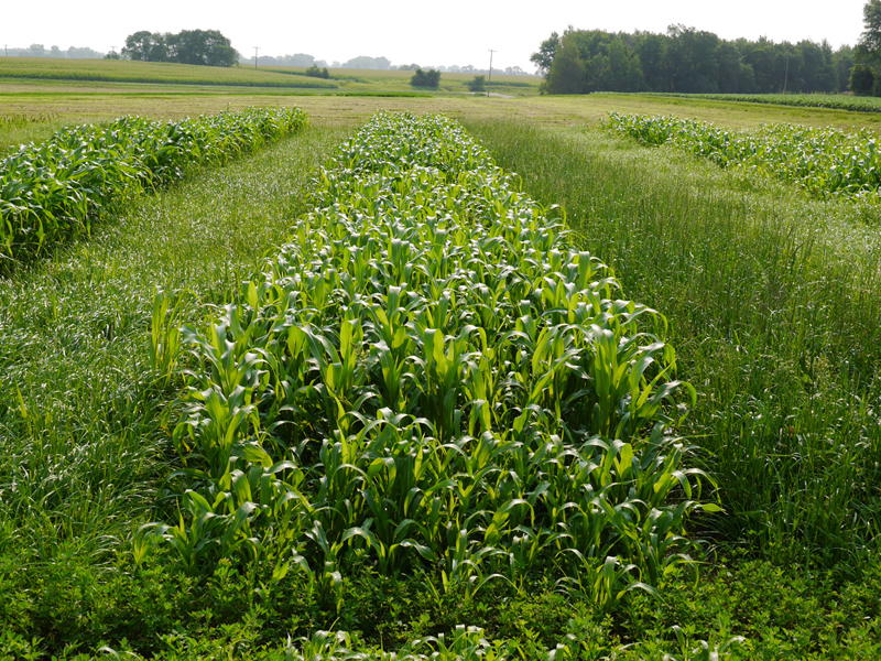 rows of ryegrass between rows of sudangrass