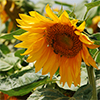 Picture of sunflower