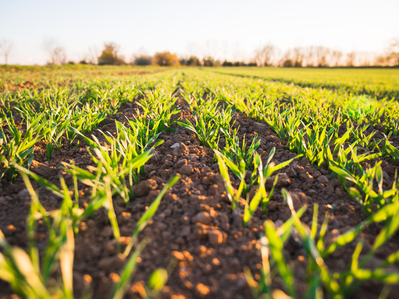 field of sprouting crops