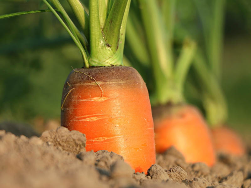 carrots in ground