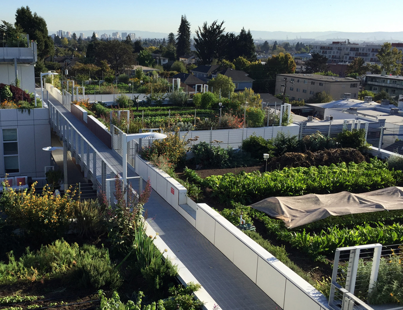 lettuce and other crops growing on rooftop