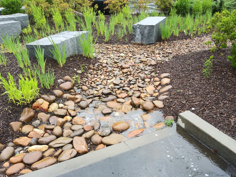 Rain garden with rocks and plants.