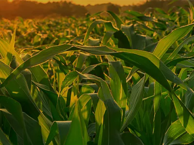 Cornfield at sunset