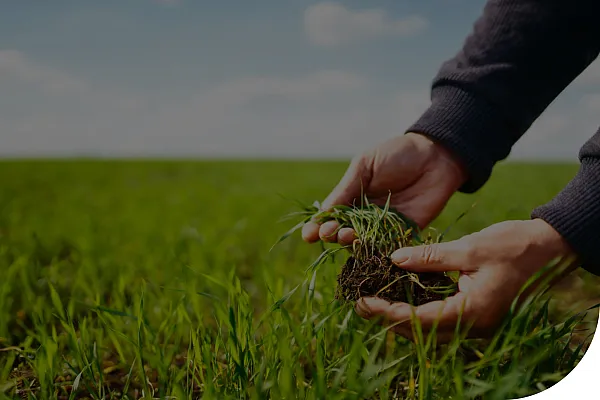 Hands holding soil near the ground