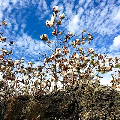 dredging-up-cotton-soil-management-strategies